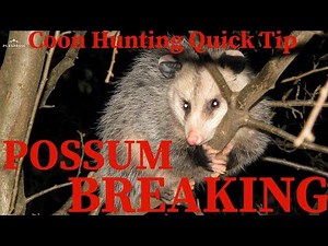 Coon Hunting Quick Tips / Possum Breaking