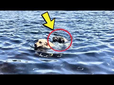 Dog Swimming Suddenly Gets Jumped On… What It Was Shocked Everyone