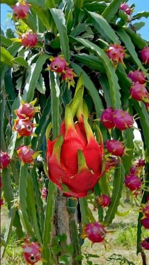 #funny #lifeisbutadream