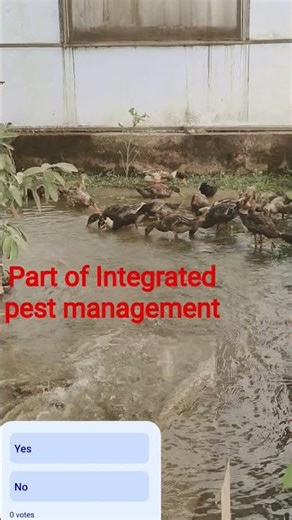 #pestcontrol #integrated method#savemoney#savechemical#savelife#income