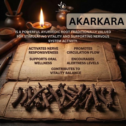 Akarkara – Ayurvedic Nerve-Stimulating Root