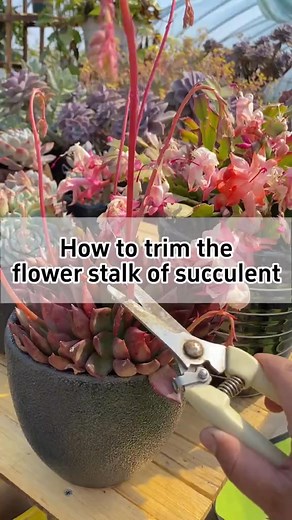 ✂️How to trim the flower stalk of succulent?✂️ 🪴You shouldn't trim the stalk too early, wait until the flower buds swell and the stamens mature. 🪴Making sure to snip it about 3 to 5 centimeters below the petals. #gardening #planting #indoorplants #pruning #succulents | Agriculture 4.0