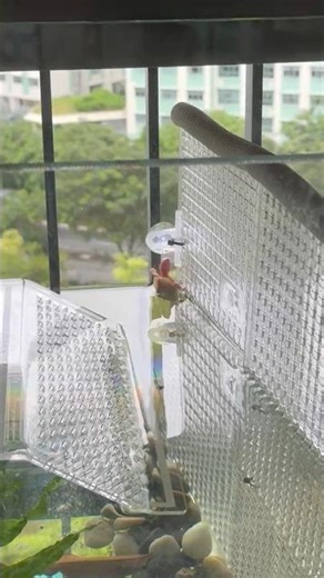 Our cute little cheeky albino terrapin 🐢⚪️