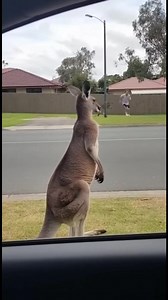 Kangaroo Meets Jogger! A jogger's unexpected encounter with a curious kangaroo! #fblifestyle #AI Generated using Kling AI . . . (For entertainment purposes only. Consult professionals if guidance on activities is presented. No brand affiliation is implied if any are shown. If inspired by true events, creative adaptations may be included. Content may include public footage.) | Fabiosa - Live easy