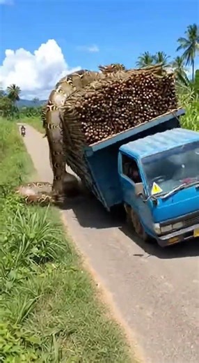 Ular Raksasa Bikin Truk Terguling, Sopir Syok Berat! #shortvideo #UlarRaksasa #TrukTerguling