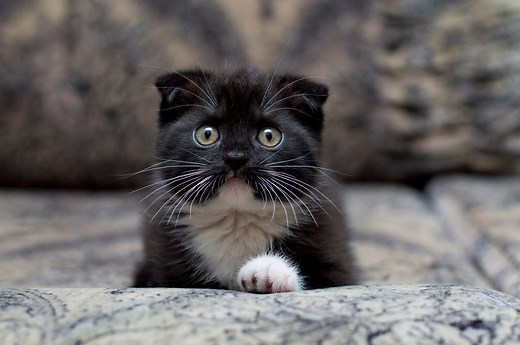 13 Black and White Cat Breeds That Are Adorably Dapper