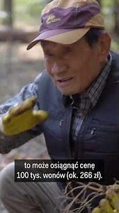 Wild Ginseng from Korea Breaks Price Records. What Makes It Special? | Business Insider Poland