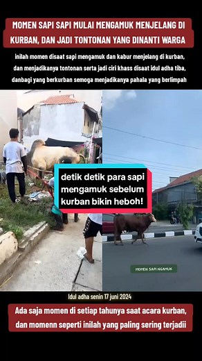 sapi sapi yang kabur dan mengamuk saat mau di kurban sudah mulai terjadi di berbagai daerah, #sapikurbanngamuk