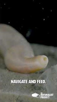 The Peanut Worm