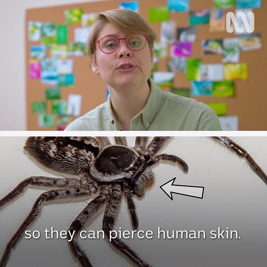 2M views · 19K reactions | Can you make it through this video without squirming? | ABC Science | Facebook