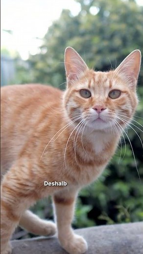 Why cats meow at us 😳 #catvideo #catknowledge #catbehavior #majescats #catlanguage