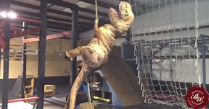 Guy in T-Rex Costume Tears Through American Ninja Training Course