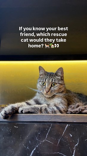 Java Whiskers UK on Instagram: "Which rescue cat would your bestie take home? 🐈 Let us know in the comments 👇 Or come and meet them all in person - book your visit through the link in our bio @javawhiskersuk #catlover #catcafe #rescuecats #catsofinstagram #kittensofinsta #londoncafe #javawhiskers"