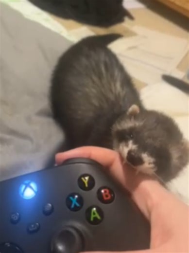 Ferrets Playing and Making Dook Sounds Daily