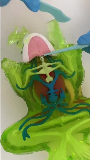 Dissect-It Frog Lab #frog #dissecting #shorts