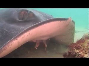 Sting Ray eats Spidercrabs.