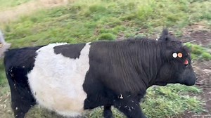 133K views · 2.8K reactions | Our new miniature Belted Galloway bull Frankie is home! We can't wait to make mini Oreos with this sweet boy! | West Elk Equine | Facebook