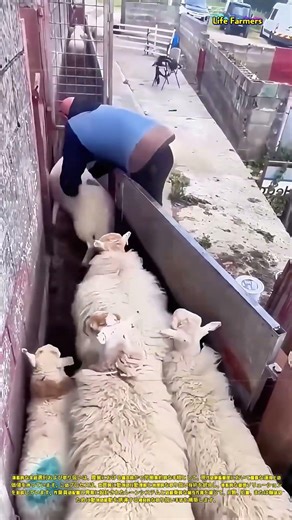 家畜の選別および取り扱いプロセス