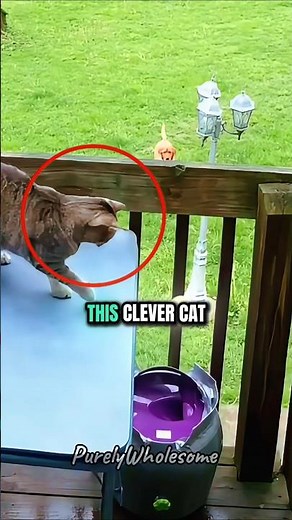 Smart Cat Figures Out How to Play Fetch With His Dog Friend 😂🎾