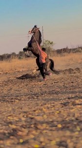 103K views · 3.9K reactions | Black Beauty  ❤ | GR Farming | Facebook