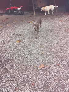 14 reactions | Super Sunday! | Buddy Boarding Farm | Facebook