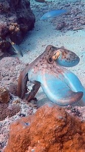 Amazing octopus in slow motion. Every move is liquid, every shift is magic ✨ Watching it glide across the reef feels like seeing another world unfold. Silent, smart, and endlessly mesmerizing. 🌊 #octopus #octopuslove #marinelife #blueplanet #nature | Scuba Diving Holidays