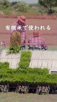 紙マルチ終了？三菱マヒンドラ撤退で農家が気になっていること #雑学 #現代農業