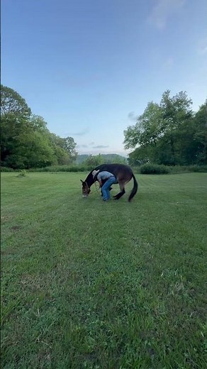 How to teach your mule to lay down #fyp #foryou #western