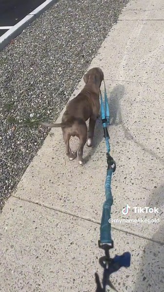 Daily Walk with Merle XL Bully Pitbulls | Best Friends and Big Dogs