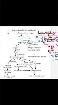 Baroreflex physiology | cardiovascular system physiology mbbs #mbbs1styear #physiology