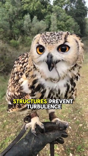 Why Owls Can Fly Without Making a Sound