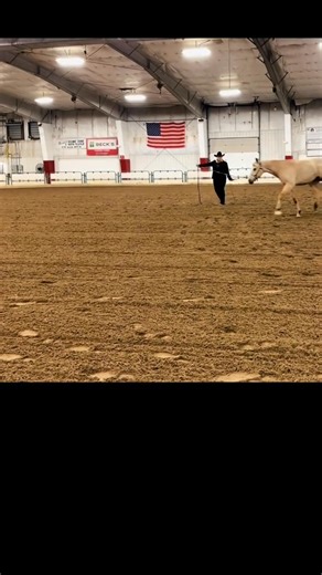 Just watching this on repeat #appaloosa #Taz #buckskin | Annie Invitedinred