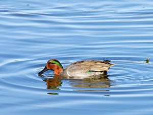 28 Species Of Ducks In Kansas (ID, Calls, Season Guide)