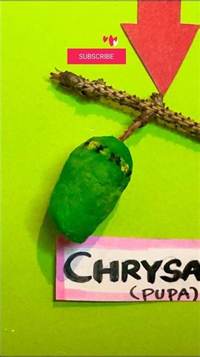 Easy Butterfly Chrysalis (Pupa) Model 🦋 with tissue paper | School Project DIY #shorts