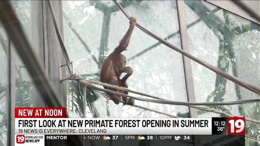 First look at the new Primate Forest at the Cleveland Metroparks Zoo