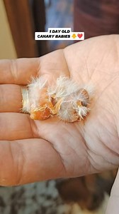 191K views · 2.1K reactions | 1 DAY OLD CANARY BABIES ❤️ #dinothecanarybird #fypシ゚ #reelsfypシ #reelsviral #baby #reelsviralシ #cutepets #pets #birdwatching #pajarocanario #birdlife #birdlovers #birds #pajaros #pajaritos #fypシ #petlovers @highlight Elma Basaysay Mairon Mabilangan | Emily Mabilangan | Facebook