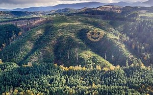 Estados Unidos.Cara sonriente hecha de árboles aparece en Oregón