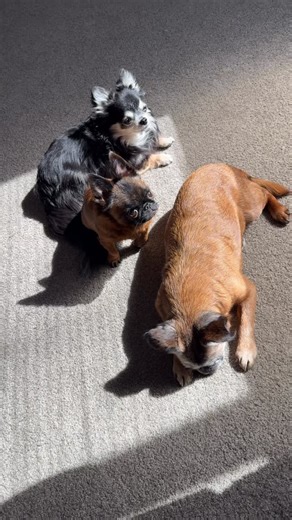 Dottie Dwarf Griffon on Instagram: "Built different. 🐾 Born to stand out, never to blend in. 💖 ✨ #griffon #unique #dog #dogoftheday #dogsofinsta"