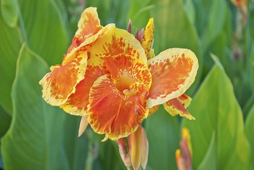 Identification Guide for Different Varieties of Canna X Generalis