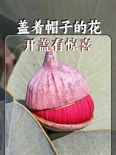 139K views · 3K reactions | 一种开盖有惊喜的植物， 桉属植物想要开花就要顶开头上的帽子。#红蕊大果桉 #尤加利 #桉树开花 #帽状体 #自然奇境科普季 #最新 #热搜 #推荐 #食疗养生 #中草药 #养生 #健康养生 #中医养生 #中医 #中医健康 #养生好物 #养生日常 #药食同源 | Chinese Physician | Facebook
