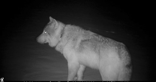 Embattled wolves gain a new frontier in Democratic Colorado. The move is stoking political tensions