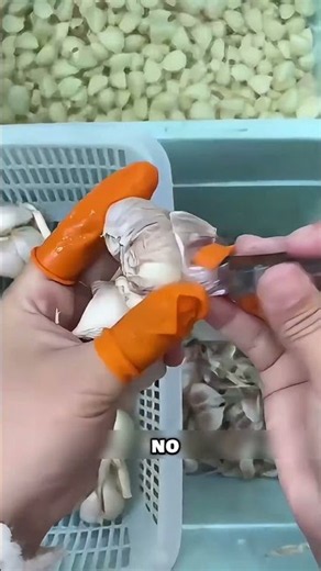 😮 Así debes sembrar el ajo para que germine mejor 🧄