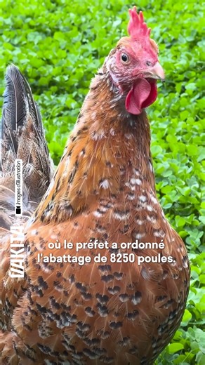 27K views · 659 reactions | Plus de 8000 poules vont être abattues à...