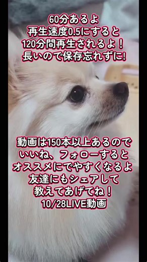 60分動画 癒しです 再生速度を0.5にすると 120分動画になるよ！ 画質を落としてデータを軽くしてるので、 高画質ピヨくんを見たい人は LIVEを見に来てねー！ いいね、フォローで オススメにでやすくなるよ 可愛い犬動画60分が 過去動画150本以上あるよ! 毎日LIVE配信してるので見に来てねー! 10/28LIVE動画 ご飯タイム #ポメラニアンなピヨ #60分動画 #放置動画 #癒し #犬のいる生活 60分放置動画 120分放置動画 TikToklight用にもどうぞ