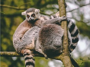 5 Ethical Zoos in England that YOU should visit soon!