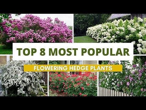 Top 8 Most Popular Flowering Hedge Plants 🌺🌹🌸