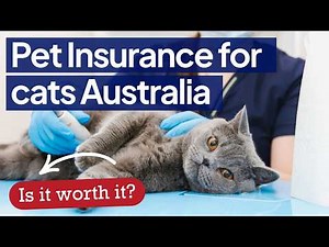 Pet Insurance for Cats in 2026 - What Aussie Pet Owners Need to Know