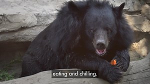 Do you have room in your heart for Pooh? After years of abuse and suffering, you can give rescued bears like Pooh a life worth living. Adopt Pooh today. | World Animal Protection UK