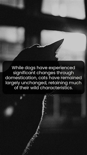 Discover Why Cats Are Still Wild at Heart Despite Domestication