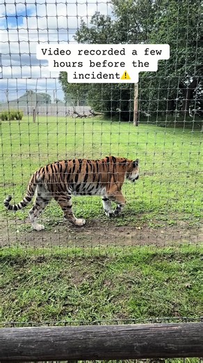 Yorkshire wildlife park incident #yorkshirewildelifepark #wildliferescue #yorkshire #tigerattackman #tigerattack